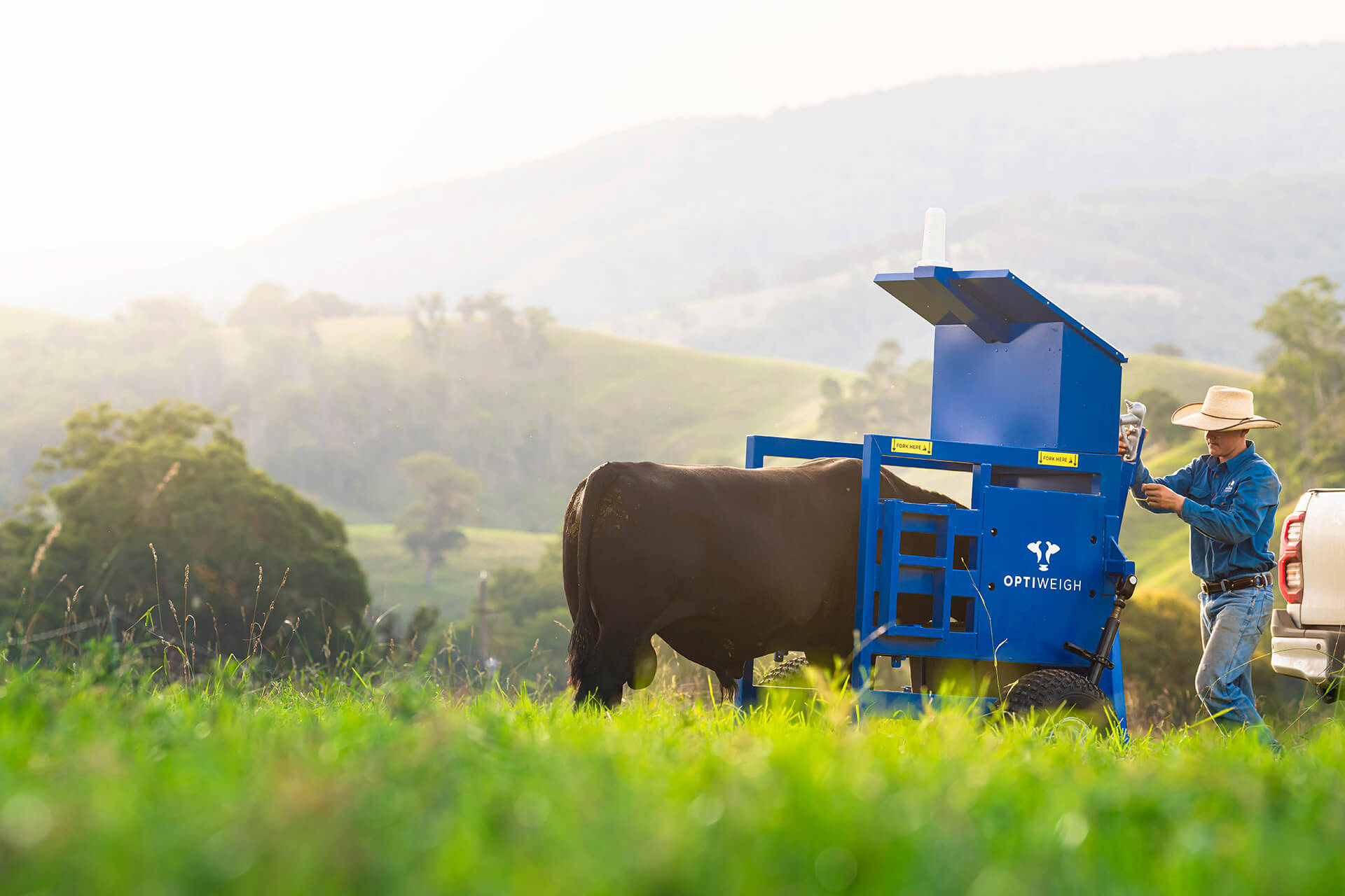 Optiweigh-Australia-Cattle-Weigh-Platform